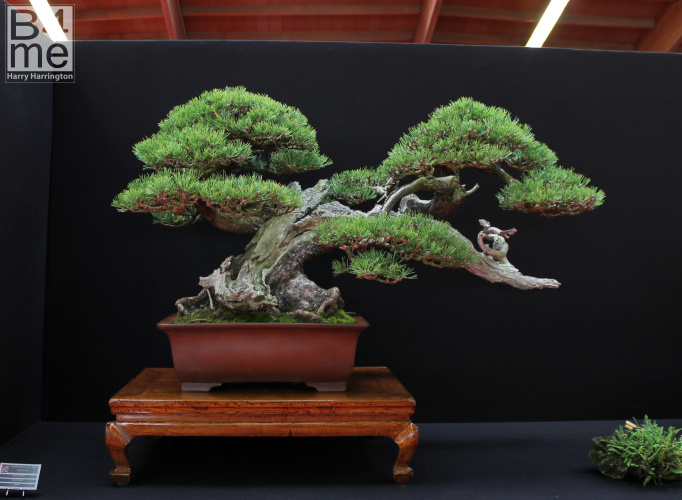scots pine bonsai